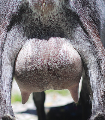 Lesperance Crazy Train